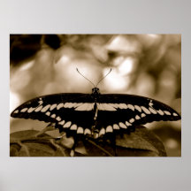 Affiche de papillon
