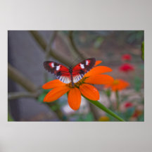 Affiche de papillon