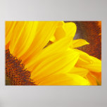 Affiche de pétales de tournesol