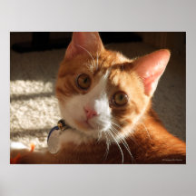 Affiche de photo de chat de Mac