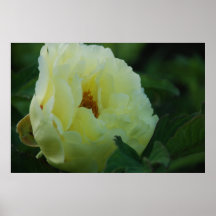 Affiche de pivoine