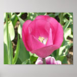 Affiche "de plan rapproché de tulipe"
