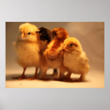Affiche de poussins de bébé