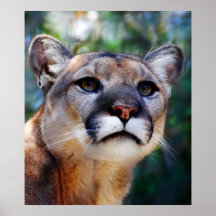 Affiche de puma