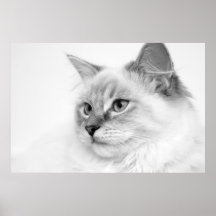 affiche de ragdoll