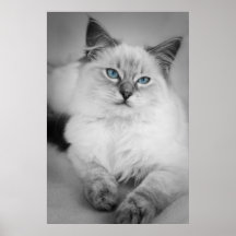 affiche de ragdoll