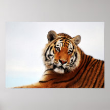 Affiche de regard de côté de tigres