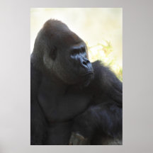 Affiche de regard fixe de gorille