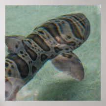 Affiche de requin de tigre