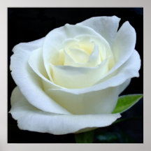 Affiche de rose blanc