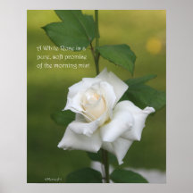 Affiche de rose blanc : S'EST LEVÉE et la PROSE 16