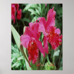 Affiche de Rouge-Orchidée