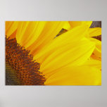 Affiche de Sun de tournesol