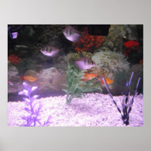 Affiche de Tetras de natation