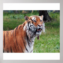 Affiche de tigre sibérien