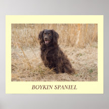 Affiche d'épagneul de Boykin