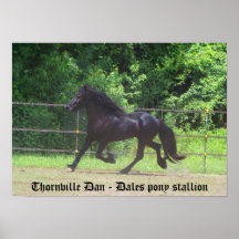 Affiche d'étalon de poney de vallées