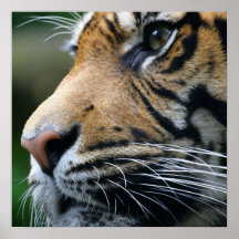 Affiche d'image de tigre