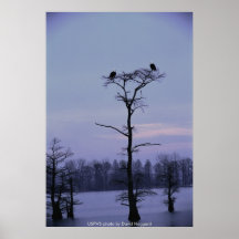 Affiche/Eagles chauve chez Reelfoot NWR
