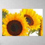 Affiche ensoleillée de tournesols