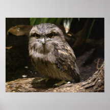 Affiche fauve de Frogmouth