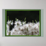 Affiche - fleurs blanches