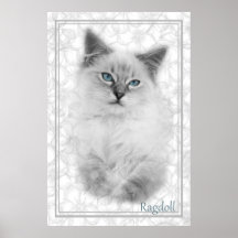 affiche grise de ragdoll