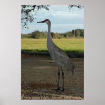 Affiche/grue de Sandhill