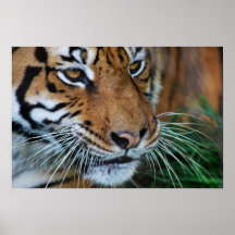Affiche haute étroite de tigre