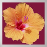 Affiche hawaïenne orange de ketmie
