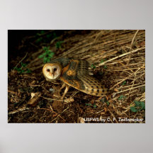 Affiche/hibou de grange