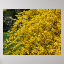 Affiche jaune de fleur de forsythia