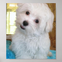 Affiche maltaise de chiot