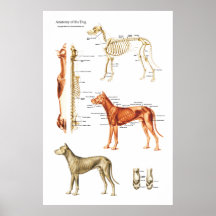 Affiche musculaire et squelettique de chien d'anat