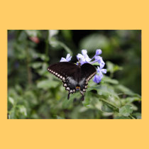 Affiche nord-américaine de nature de machaon de ti affiches