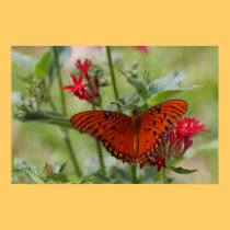 Affiche orange de nature de papillon affiches