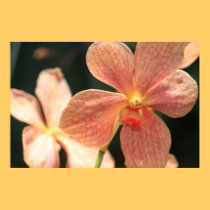 Affiche orange d'orchidée affiches
