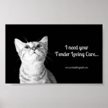 Affiche rêveuse de chat