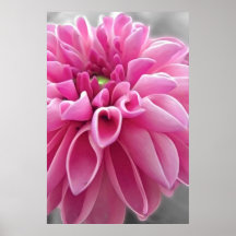Affiche rose de dahlia