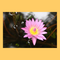 Affiche rose de nénuphar affiches