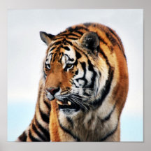Affiche sauvage de la vie de tigres