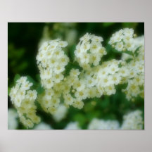 Affiche sauvage rampante de fleur de roses blancs