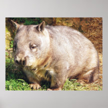 Affiche somnolente de wombat