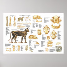 Affiche squelettique féline 24" d'anatomie de chat