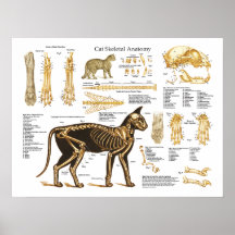 Affiche squelettique féline d'anatomie de chat