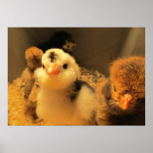 Affiche--Taches noires de poussin de bébé