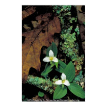 Affiche/Trillium de neige affiches