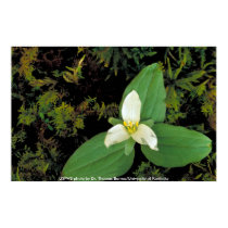 Affiche/Trillium de neige affiches