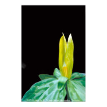 Affiche/Trillium jaune affiches