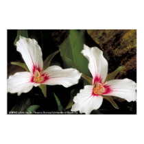 Affiche/Trillium peint affiches